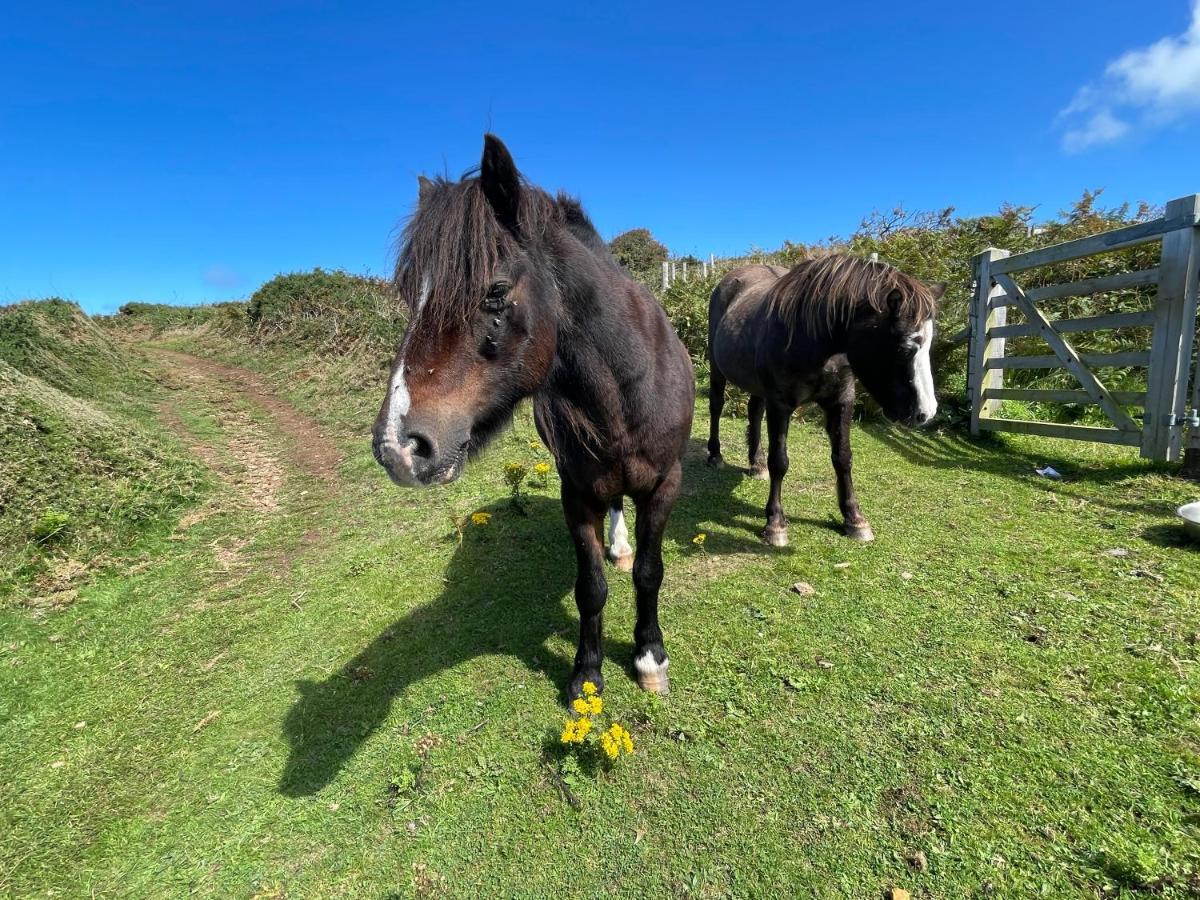 Trefechan Wen Barn Llanwnda  Buitenkant foto
